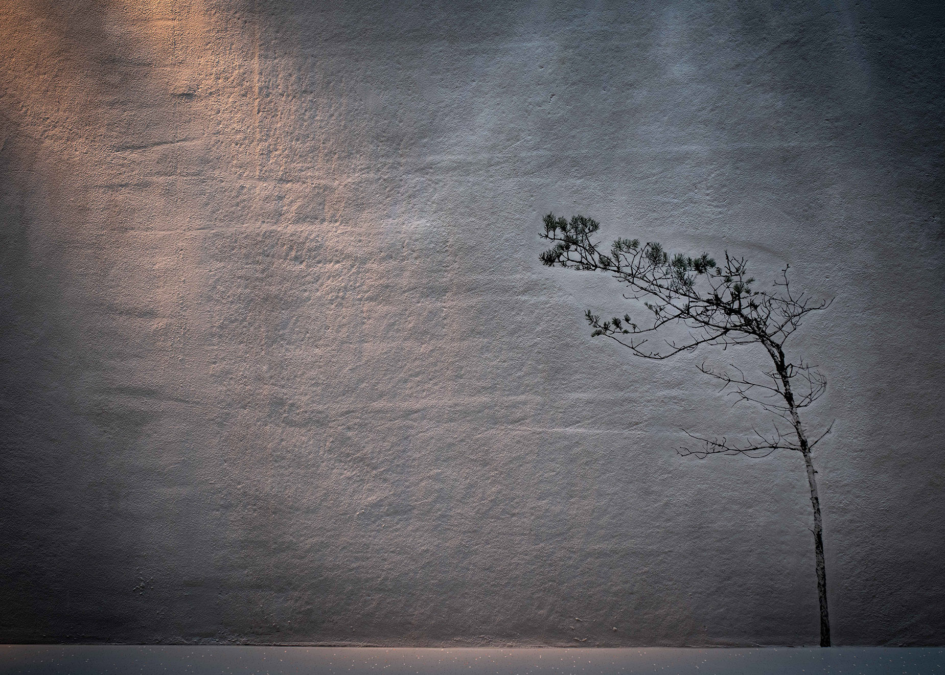 Image of a lit wall with a pine.