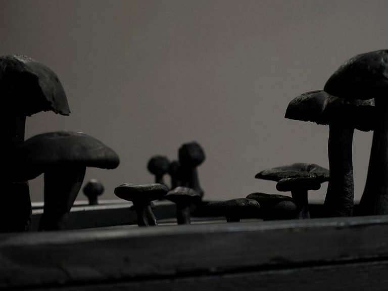 Svarta svampar i olika storlekar, några nära, några i fonden