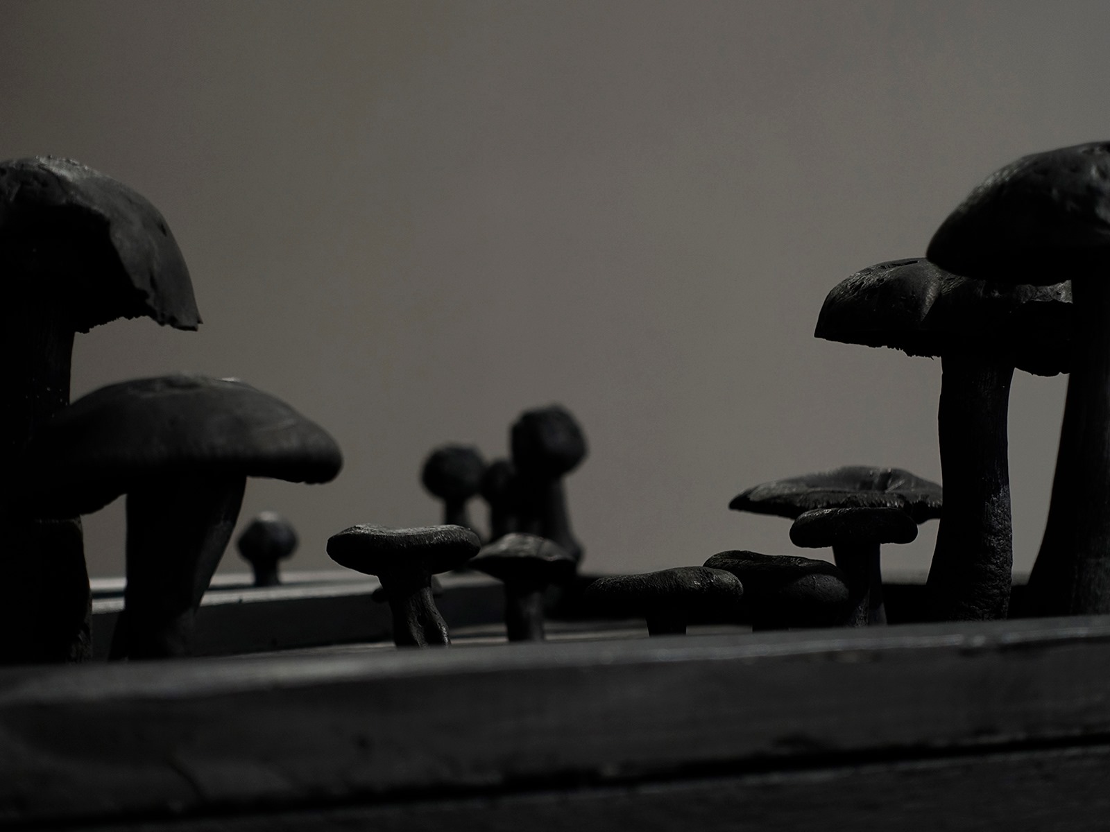 Svarta svampar i olika storlekar, några nära, några i fonden