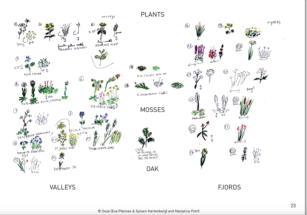 Målningar av olika sort växter på ett vitt ark.