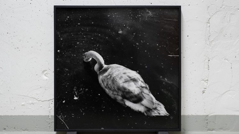 En svartvit bild på en svan 