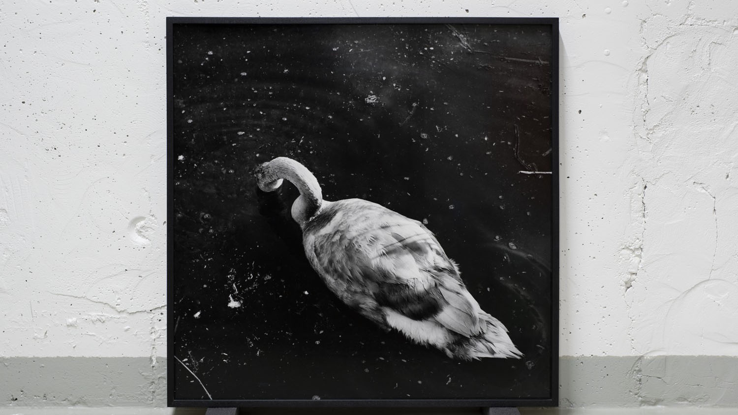 En svartvit bild på en svan 